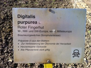 Digitalis Purpurea 2